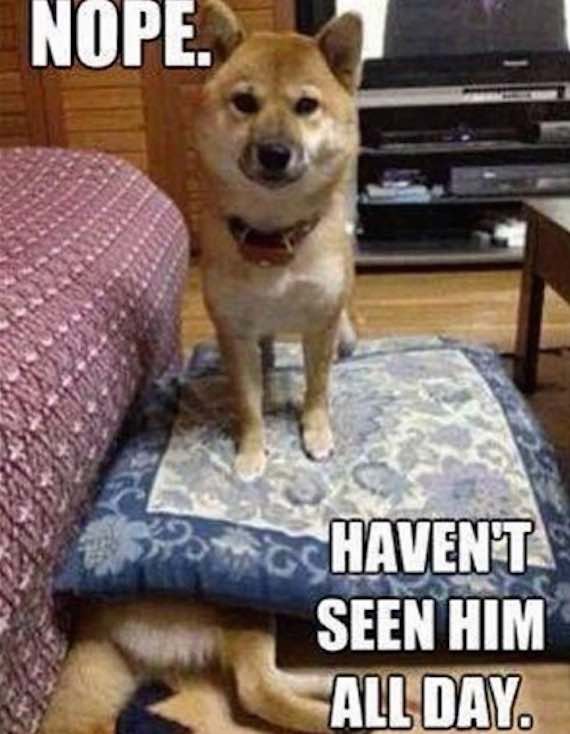 20 Funny Dog Memes That Will Have You in Stitches - DogHeirs