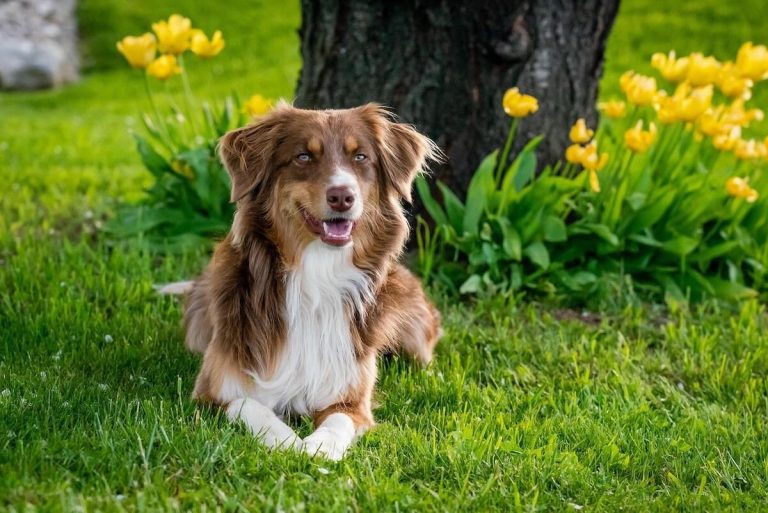 Dogs Exposed to Lawn Chemicals May Have Higher Risk of Bladder Cancer