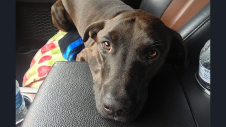 A Memphis Miracle: Special Dog Rescue Touches Hearts