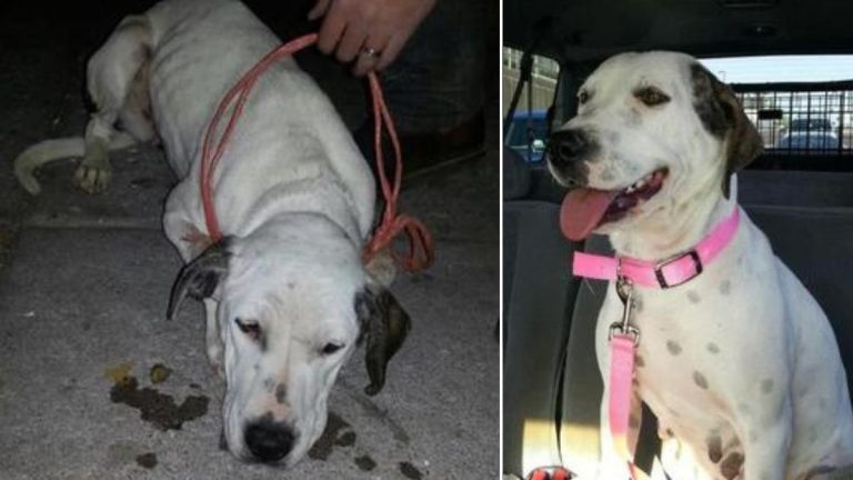 Pregnant Dog Starved On Purpose Is Saved, Now a Mom of 12 Beautiful Pups