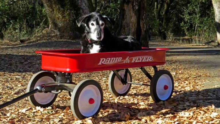 A Father’s Touching Tribute to His Beloved Dog