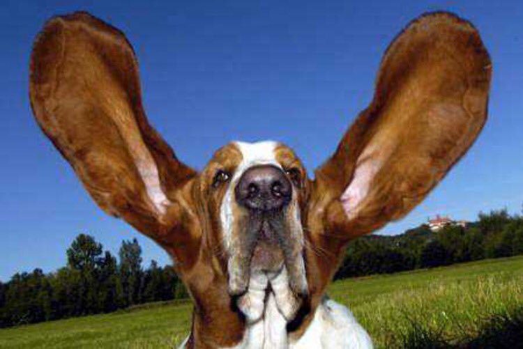 How to Identify Canine Ear Conditions and Clean Your Dog’s Ears Effectively