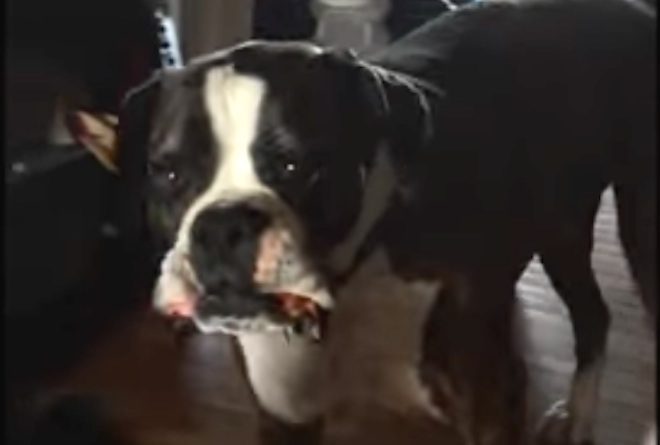Punctual Rescued Boxer Dog Wants His Dinner On Time