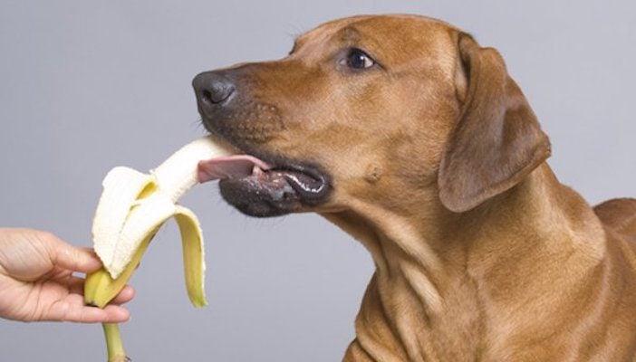 12 Vegetables And Fruits Your Dogs Absolutely Love To Eat