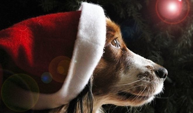 Letter To Santa, From A Shelter Dog