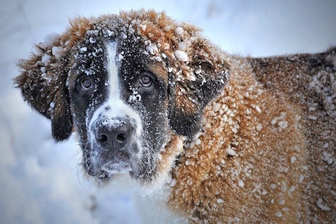 Winter Safety And Care Tips Every Dog Owner Should Know