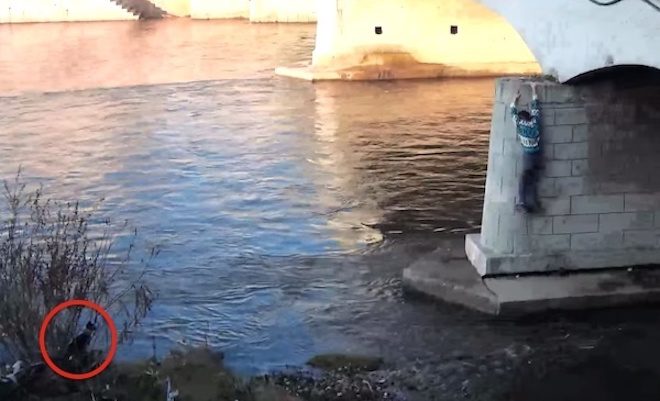 Man Rescues Stray Dog Trapped Under Bridge