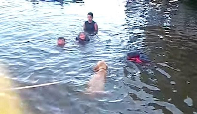 Protective Puppy Instinctively Rescues Little Girl From Water