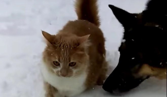 Naughty German Shepherd Rubs Cat’s Face In Snow