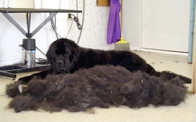 Shaving Your Dog’s Coat: Should You or Shouldn’t You?