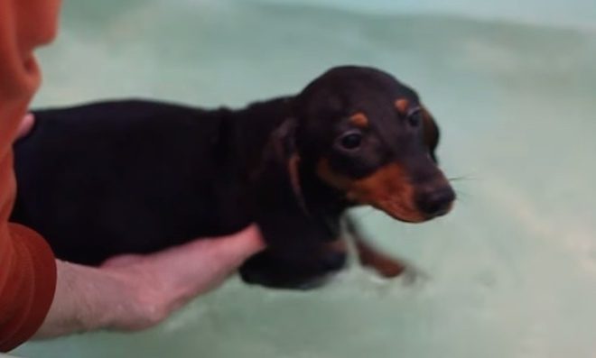Adorable Mini Dachshund Learns How to Swim