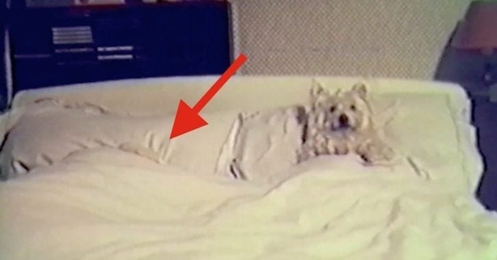 13 Dogs Who Much Rather Hang Out On Their Human’s Bed