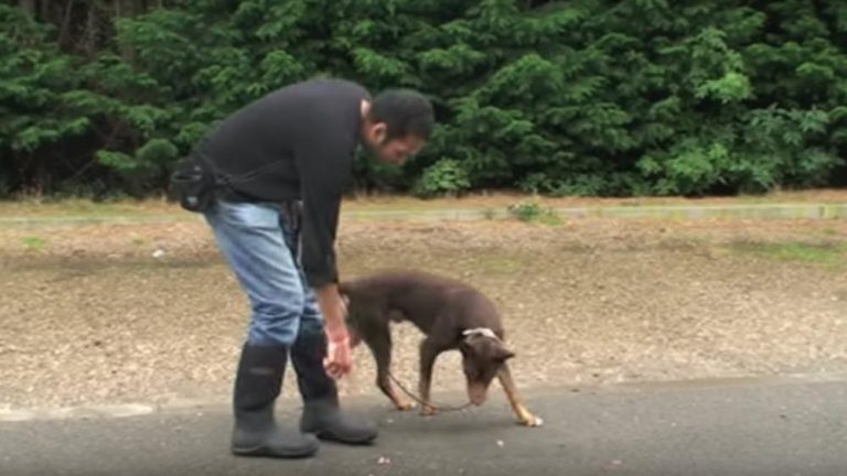 How to Train Your Dog to Drop Objects on Command