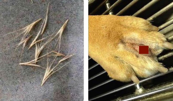 Foxtail Grass And How It Can Kill Your Dog
