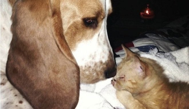 Rescued Basset Hound Finds Stray Kitten And Becomes Doting Mother