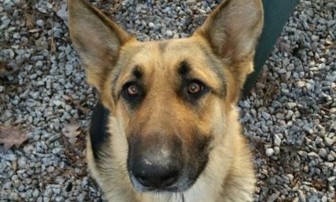Man Rescues German Shepherd Lurking in the Woods and Reunites Him with Family