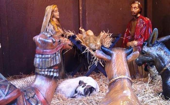 Injured Dog Rescued After Found Sleeping In Nativity Scene