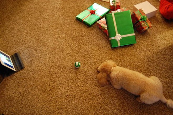 Dog And Dad’s Touching Online Exchange
