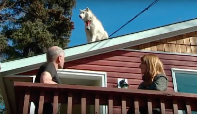 Canadian Eskimo Sled Dog Enjoys Keeping An Eye On Everything — From The Roof