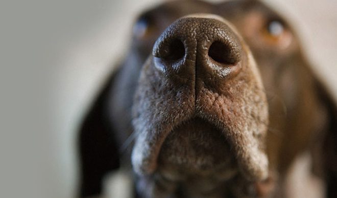 Dogs Associate Their Owner’s Scent With Happiness