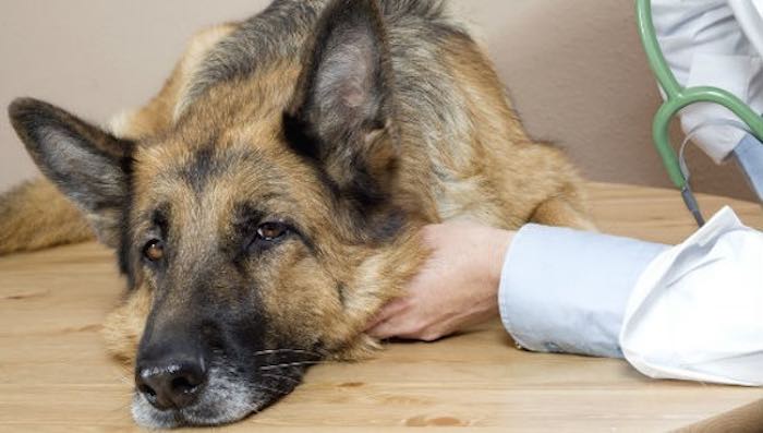 Resources  To Turn To If You Are Having Trouble Affording Veterinary Care For Your Dog