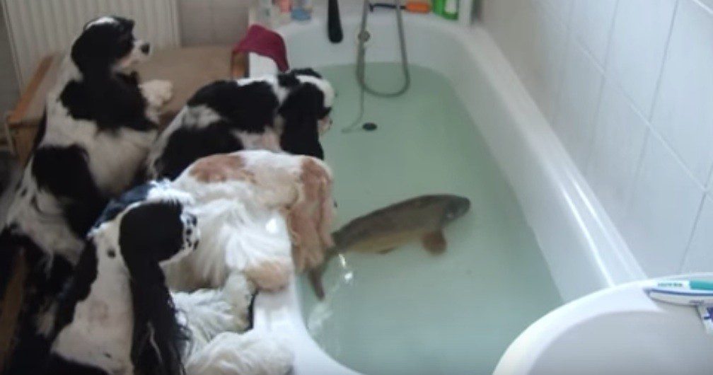 Cocker Spaniels Say “Hello” To Fish In The Tub
