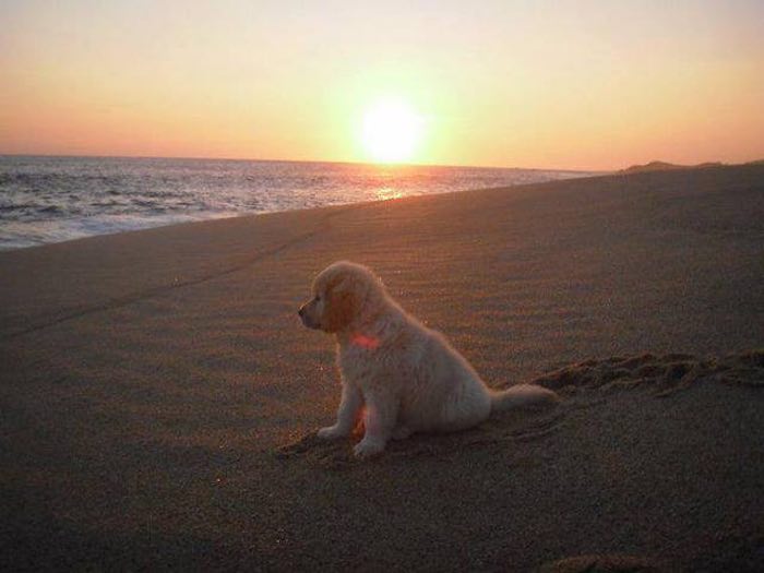 Dogs Never Die. They are Sleeping in Your Heart.