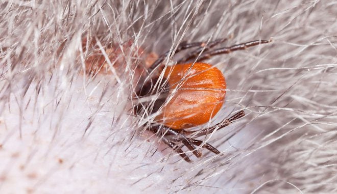 How To Safely Remove Ticks From Your Pet