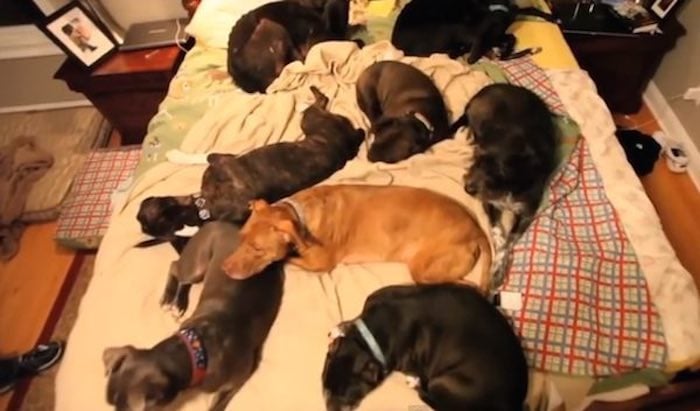 Bedtime with Eight Dogs Is A Nightly Adventure For Couple