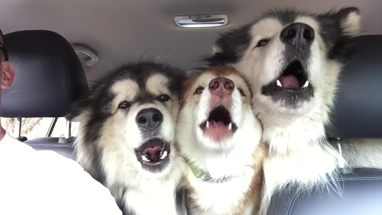Alaskan Malamutes Sing in Perfect Harmony During Car Ride
