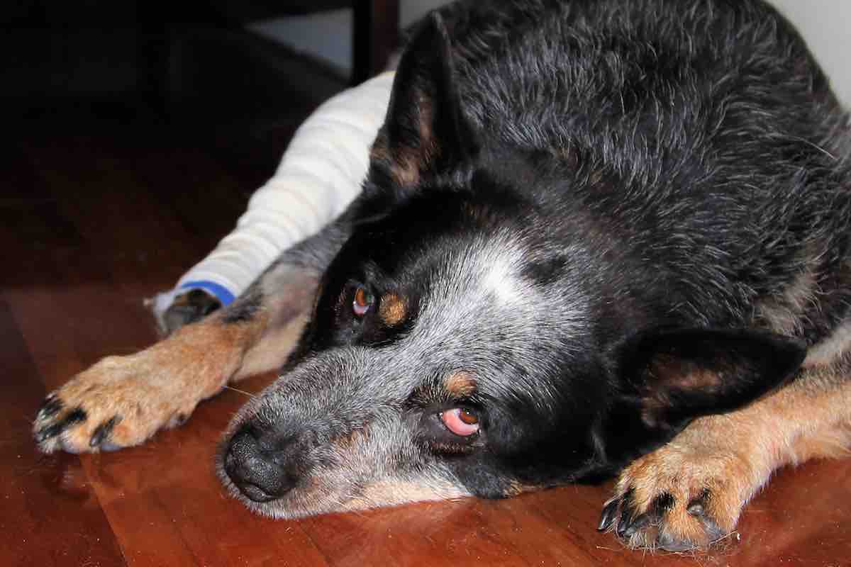 Sudden Aggression In Dogs May Be A Symptom Of A Medical Condition
