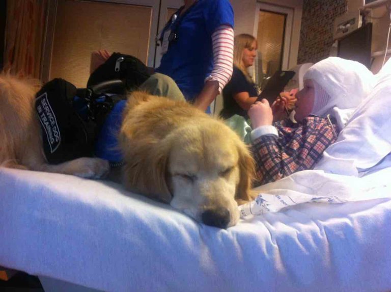 The Important Life Lessons That Dogs Teach Us