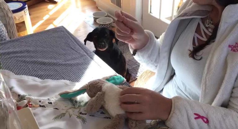 dog waits for toy to be fixed