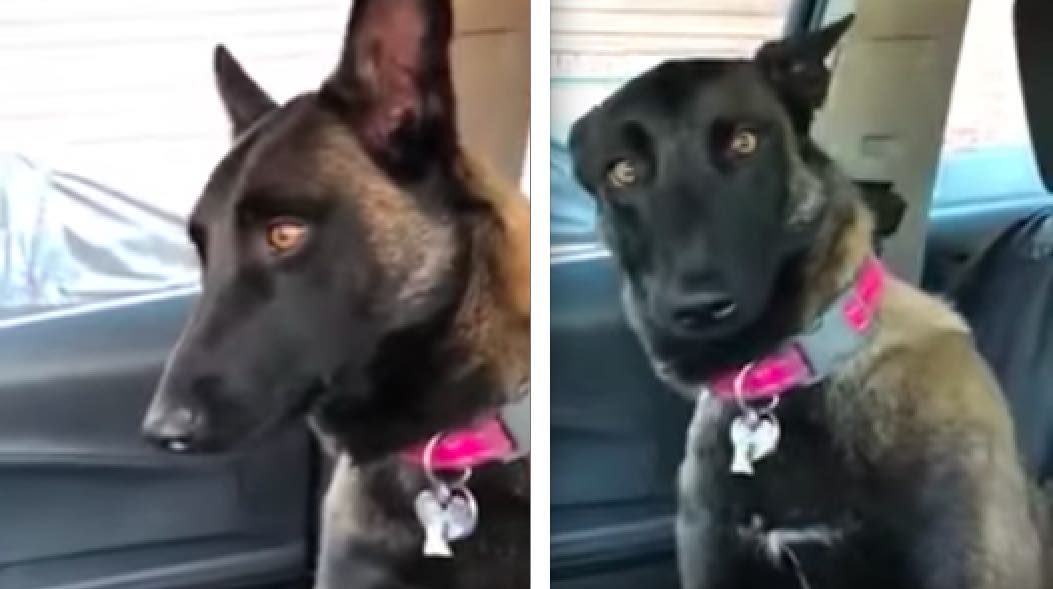 Funny German Shepherd Dog Reacts To The News She’ll Soon Be A Big Sister