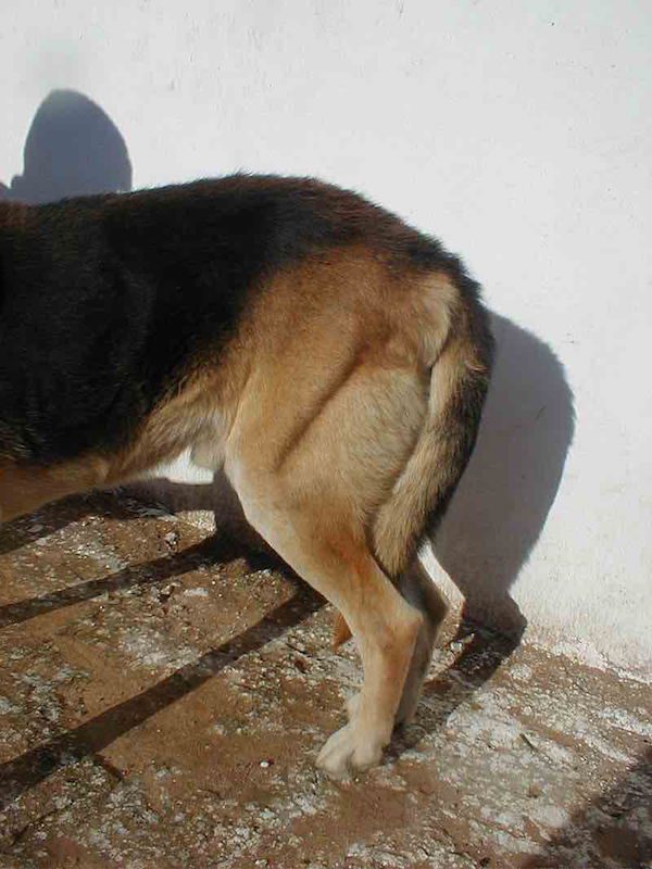 can dogs with hip dysplasia jump