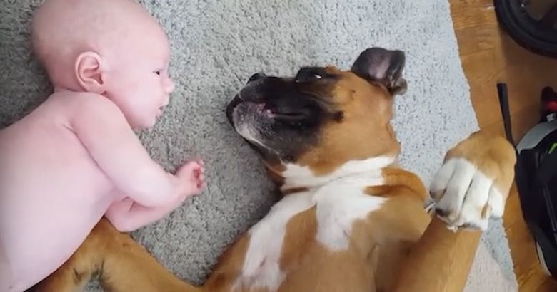 Sweet Boxer Dog Gets Unpleasant Surprise from Adorable Baby