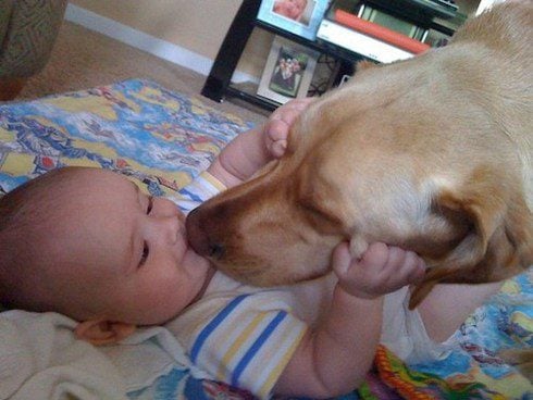 Sweet Moments Between a Dog and Her Little Human Caught on Camera