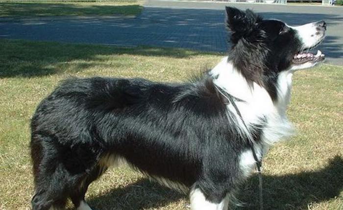 Heroic Border Collie Flags Down Help to Save Her Elderly Owner