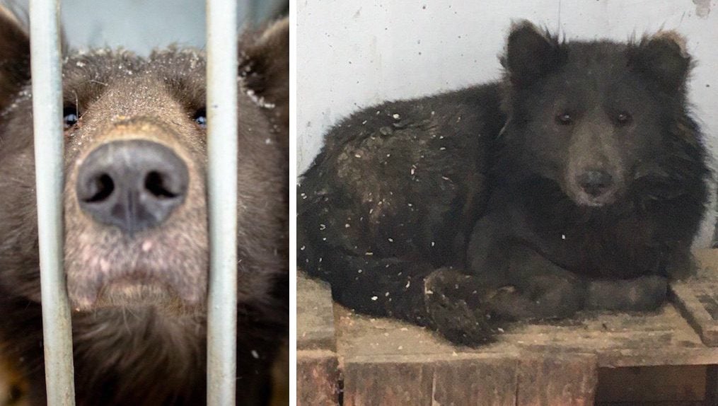 Mysterious ‘Bear’ Dog Wanders Out of Woods and Shocks Everyone When They See His Face