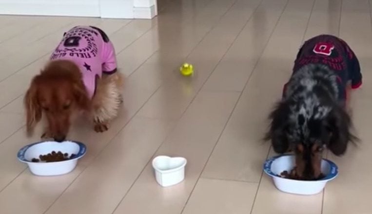 Bird Adorably Rushes Out to Eat with Dogs
