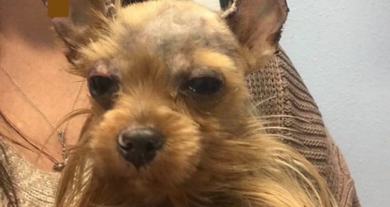 yorkie makes amazing recovery from abuse