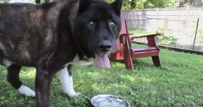 How to Recognize Signs of Bloat in a Dog