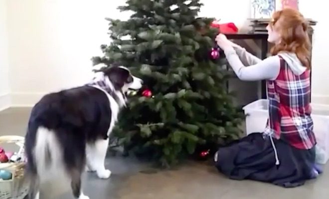 Australian Shepherd Adorably Helps Decorates Christmas Tree