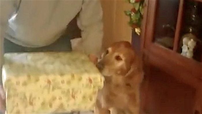 Senior Dog Overjoyed to Get Puppy Surprise for Christmas