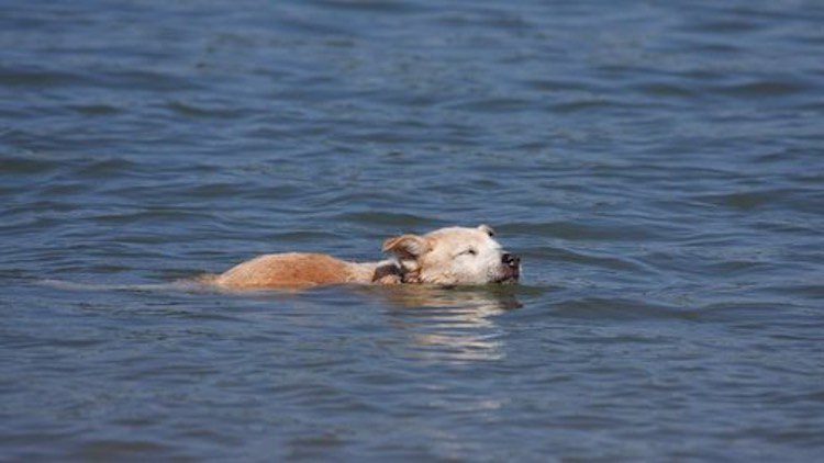 From Pauper To Prince on Four Paws