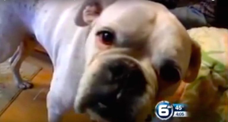 Disabled Dog Saves His Human After Terrible Accident Leaves Him Unconscious