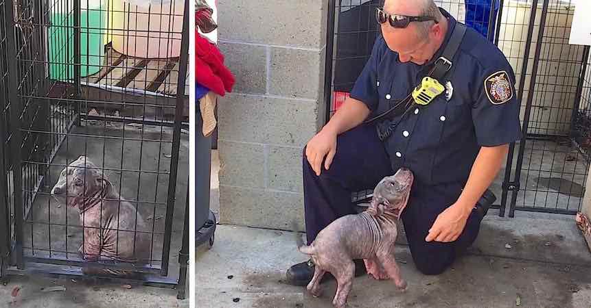 Sick Stray Puppy Overjoyed When Firefighter Who Saved Her Comes To Visit