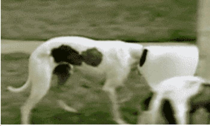 Dog Discovers Incredibly Smart Use of Cone of Shame