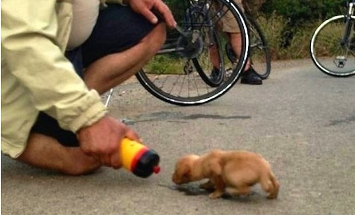 Cyclist Adopts Abandoned Puppy Found While Out on a Ride
