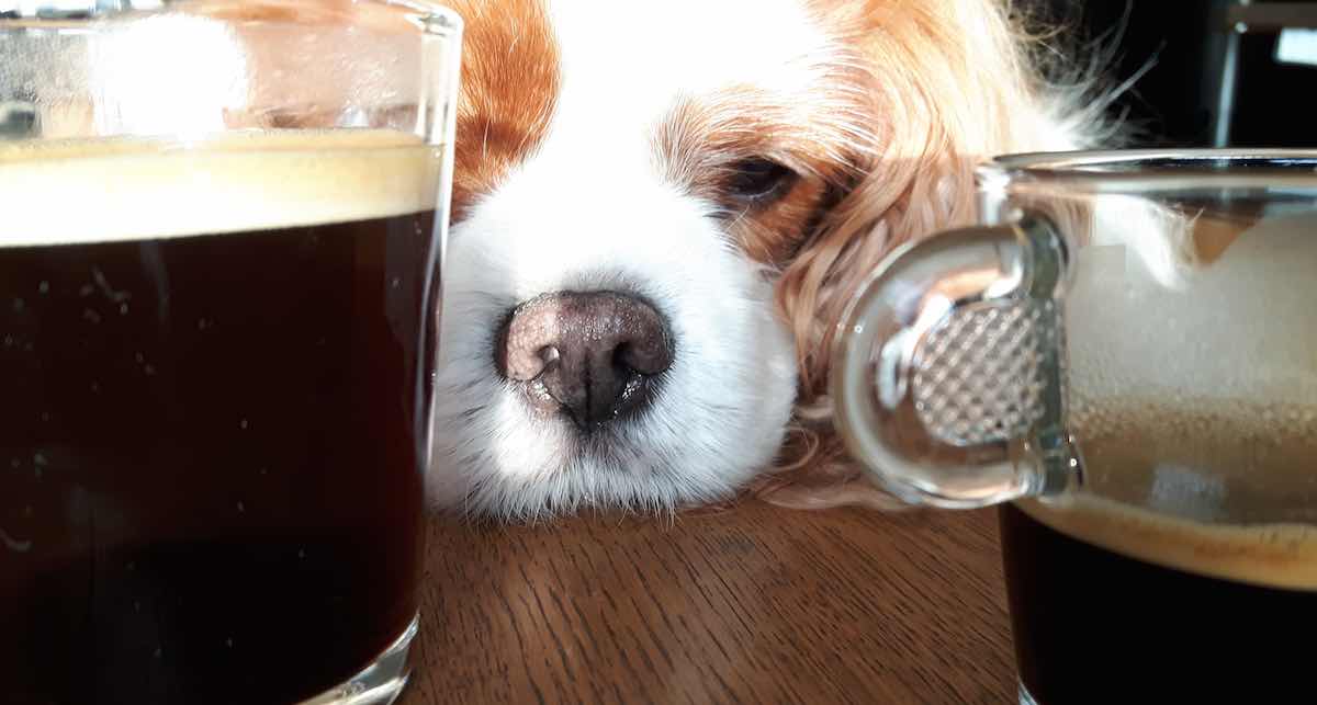 Toxic Foods for Dogs – Drinks and Beans